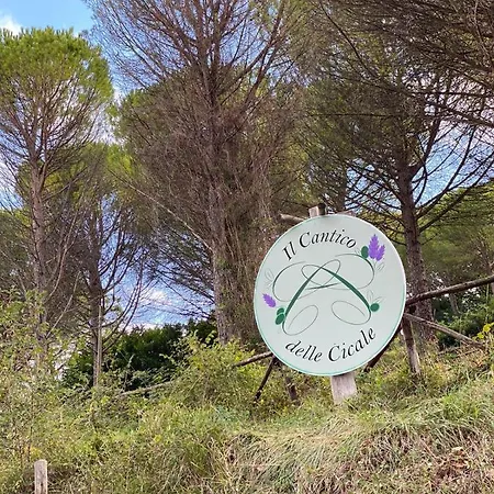 Il Cantico Delle Cicale